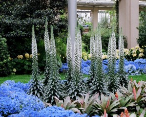 Flower Display 01